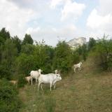 Marchigiane al pascolo, sullo sfondo il monte Aquilone di Perticara (Novafeltria).